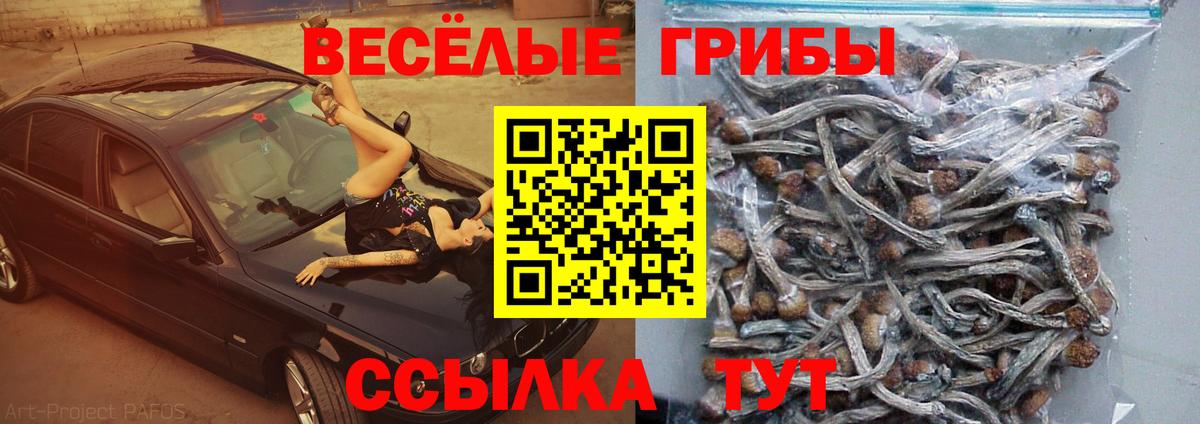 Псилоцибиновые грибы GOLDEN TEACHER  продажа наркотиков  Лесосибирск  Вход с VPN  Псилоцибиновые грибы Cubensis 